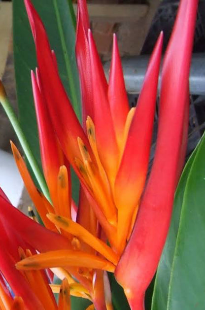 Heliconia Psittacorum plant