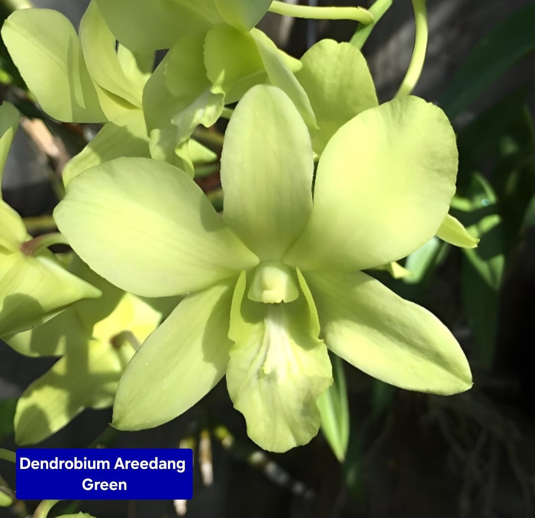 Dendrobium light Green 9