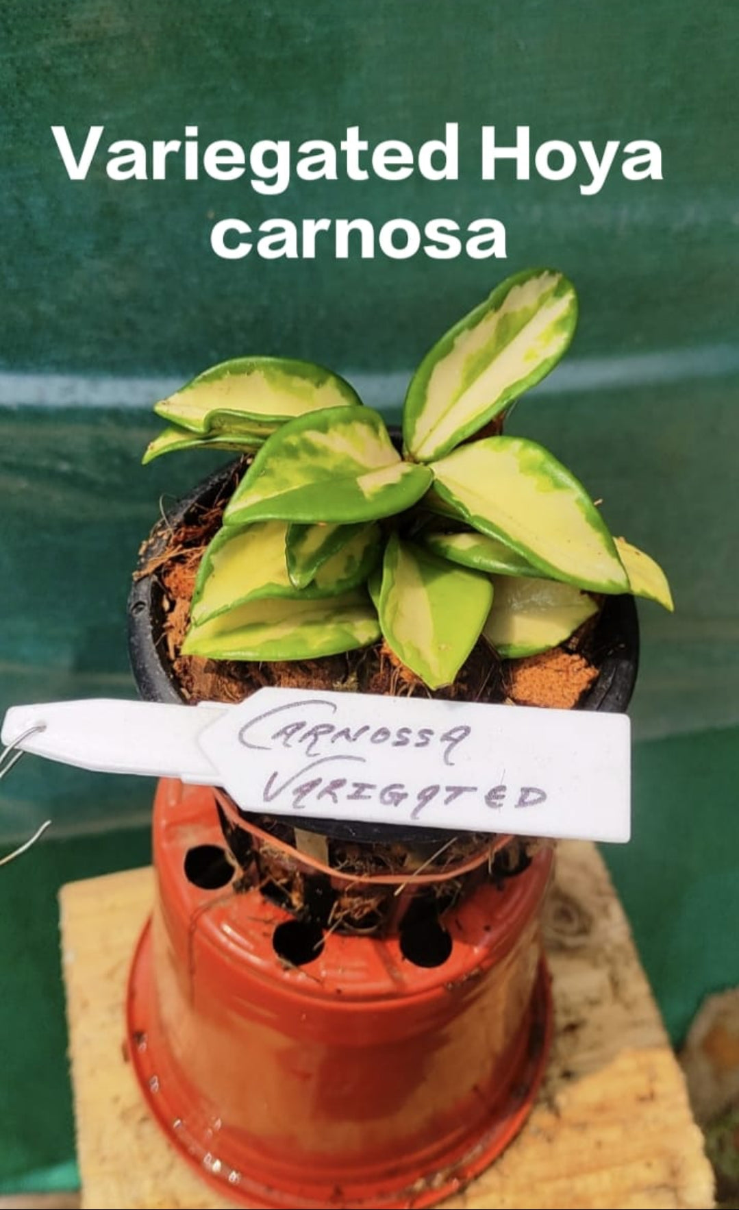 Variegated Hoya Carnosa