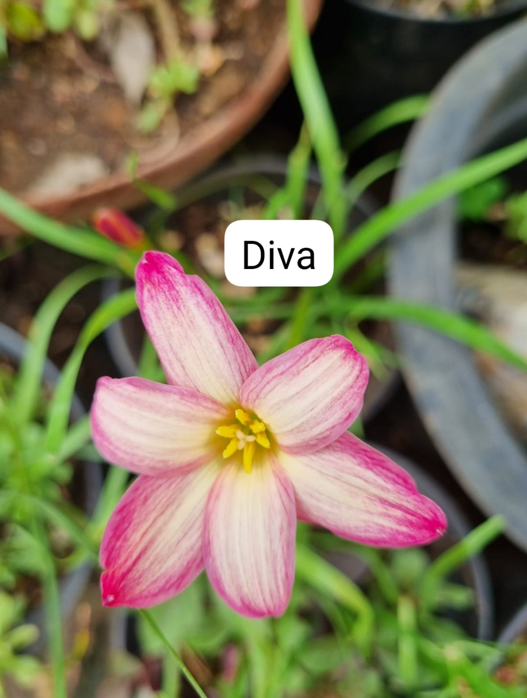 Diva rain rare Rain Lily bulb