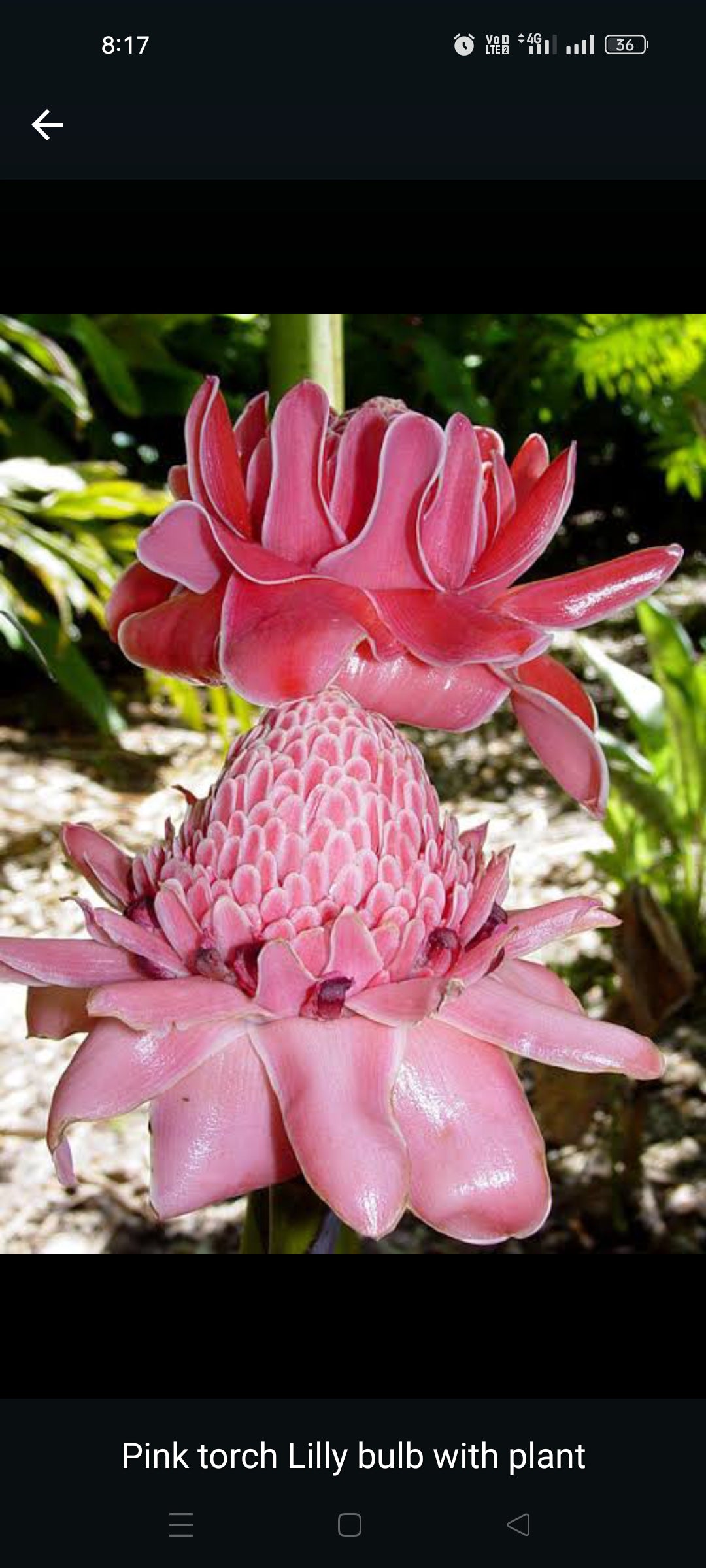 Pink torch ginger plant