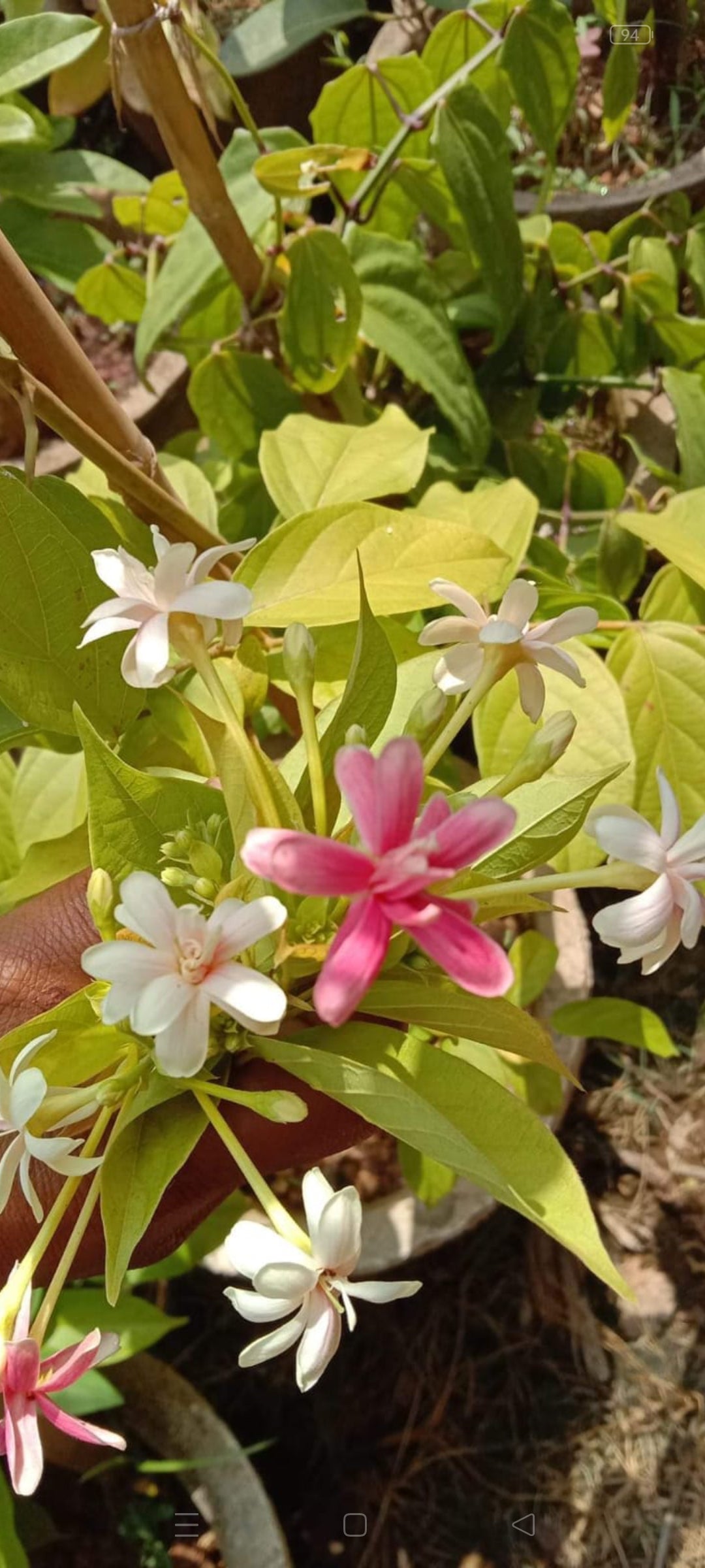 Rangoon double petal flowering vine