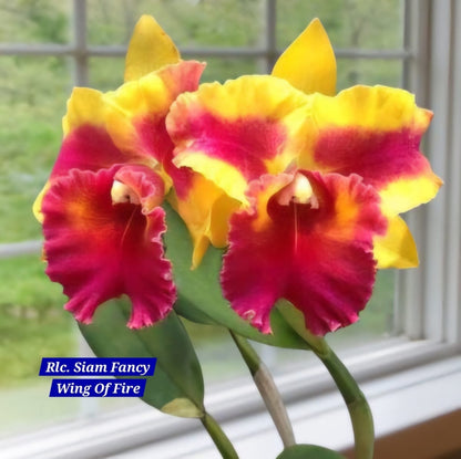 Cattleya 4 Orchid