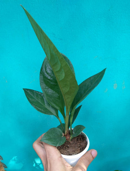 Anthurium Jenmani Plant