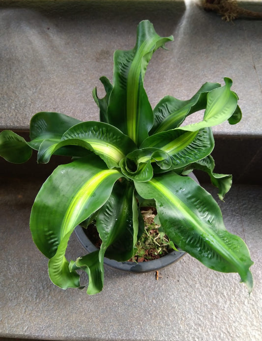 Dracena Tornado (Indoor plants)