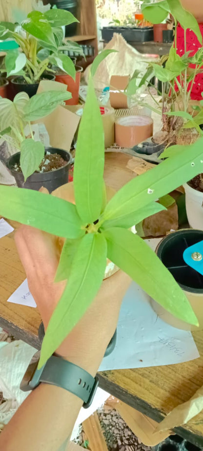 Anthurium Vittarifolium Plant