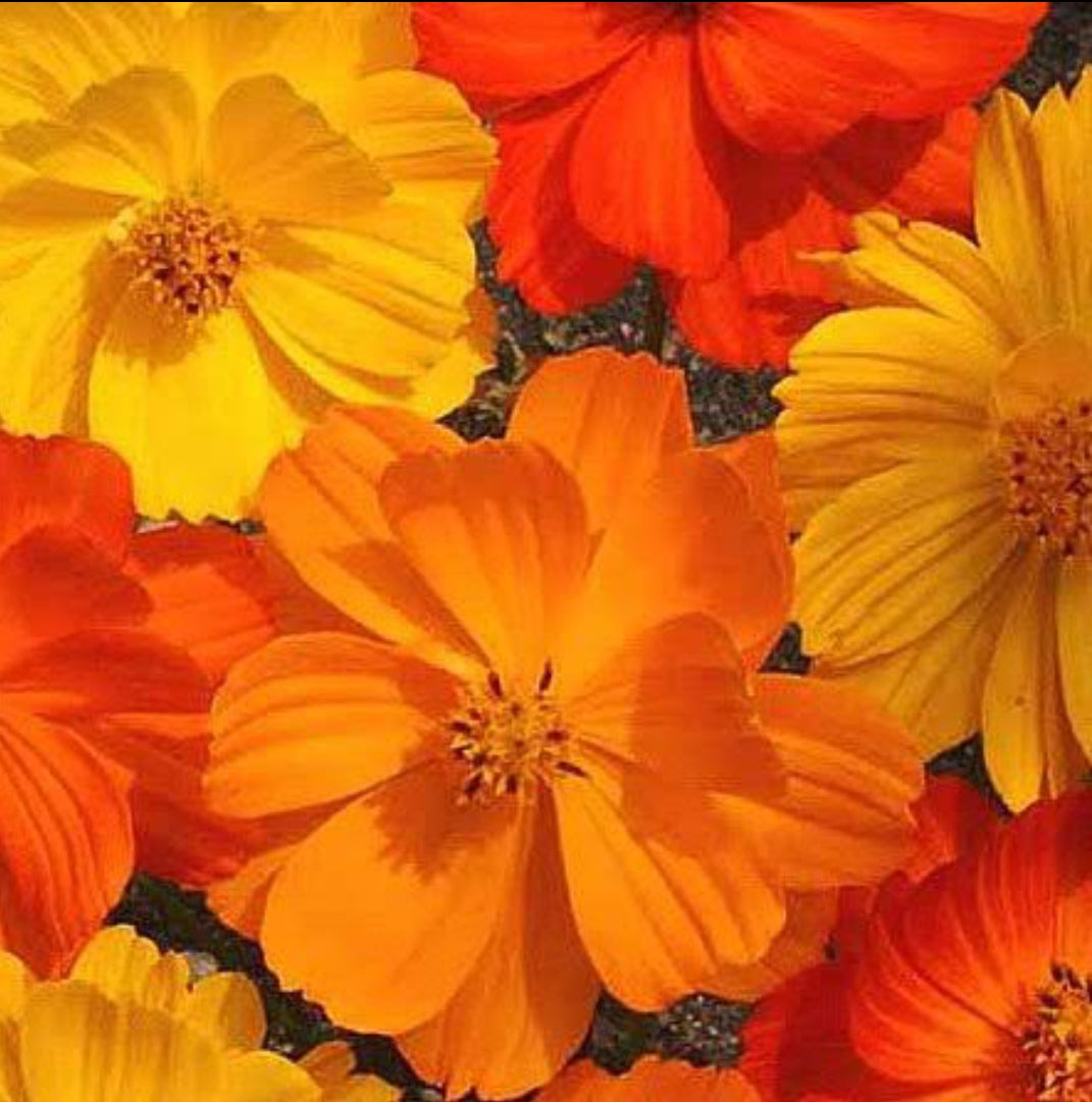 Cosmos bright light summer Flower seeds