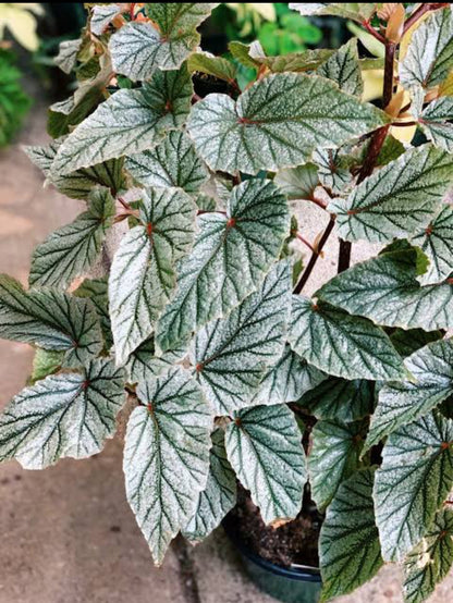 Begonia -3 (Semishade plant)