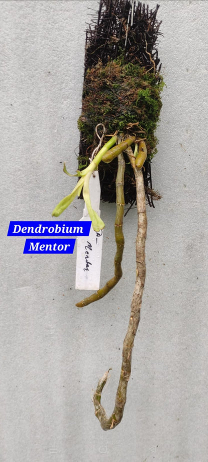 Dendrobium Mentor