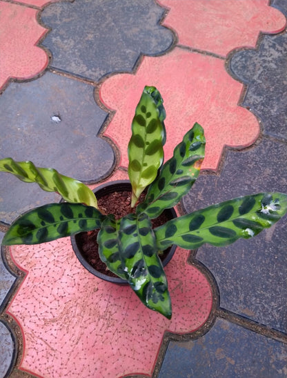 Calathea 21