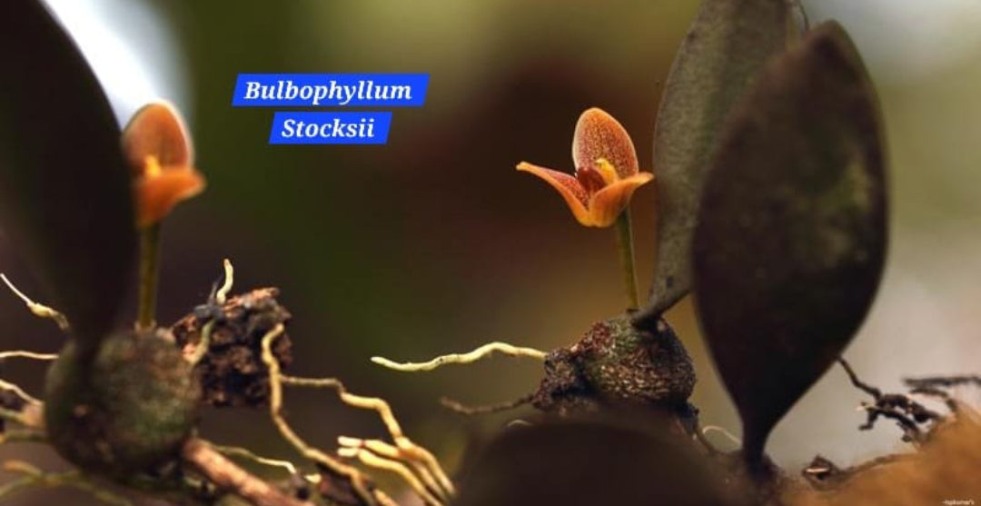 Bulbophyllum Stocksii