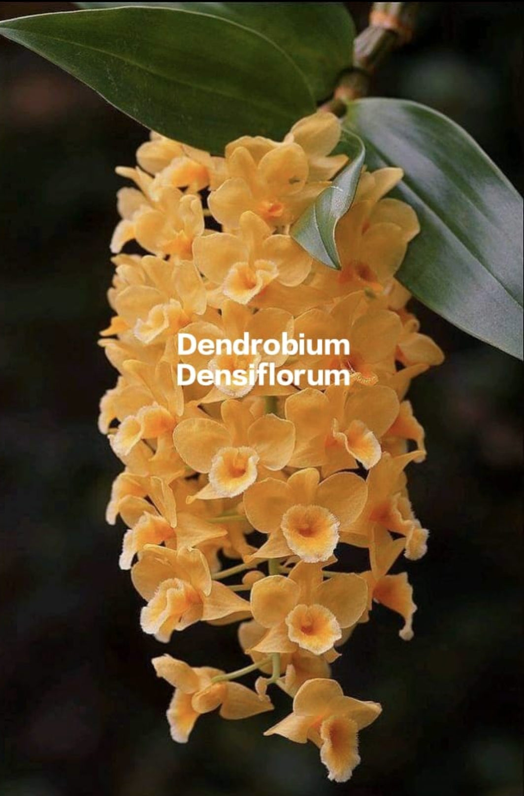 Dendrobium Densiflorum