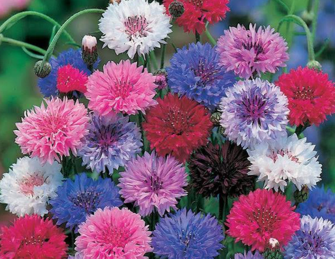 Corn flower mix winter Flower seeds