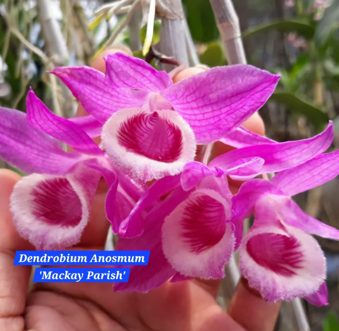 Dendrobium Anosmum - Mackay