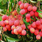 Litchi Tree (Grown Through Seeds) - Plant