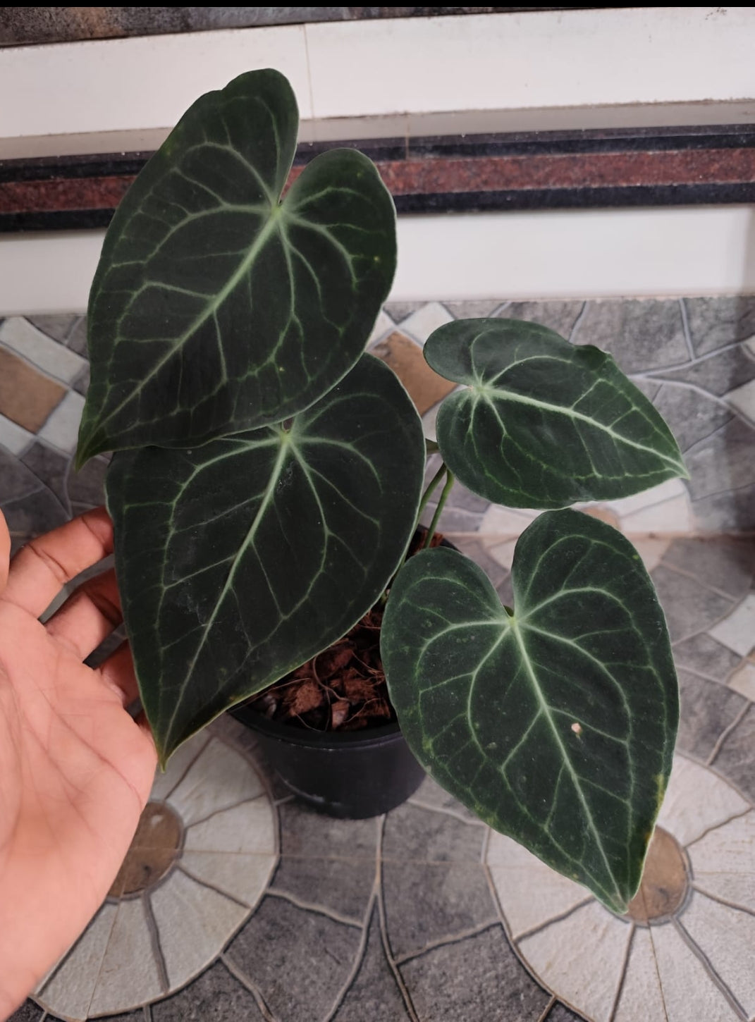 anthurium clarinervium dark form Anthurium Clarinervium Plant (Semishade) – ASHIYANA STORE