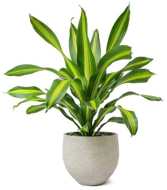 Dracaena Messangeana (Semishade plant)