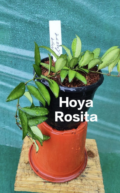 Hoya Rosita