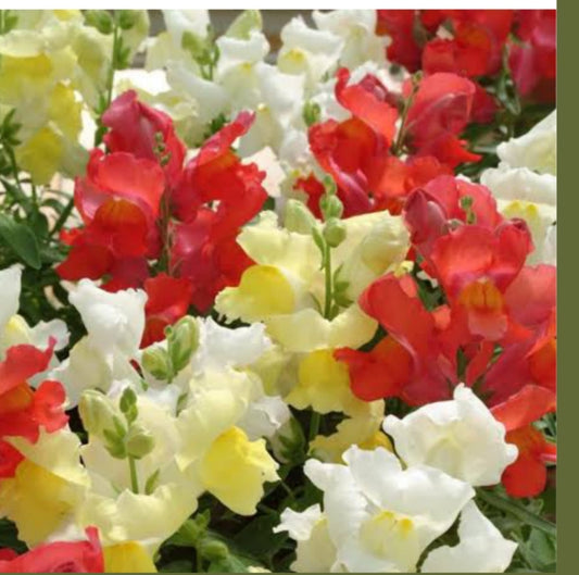 Snapdragon Bedding snapshot PanAm winter Flower seeds