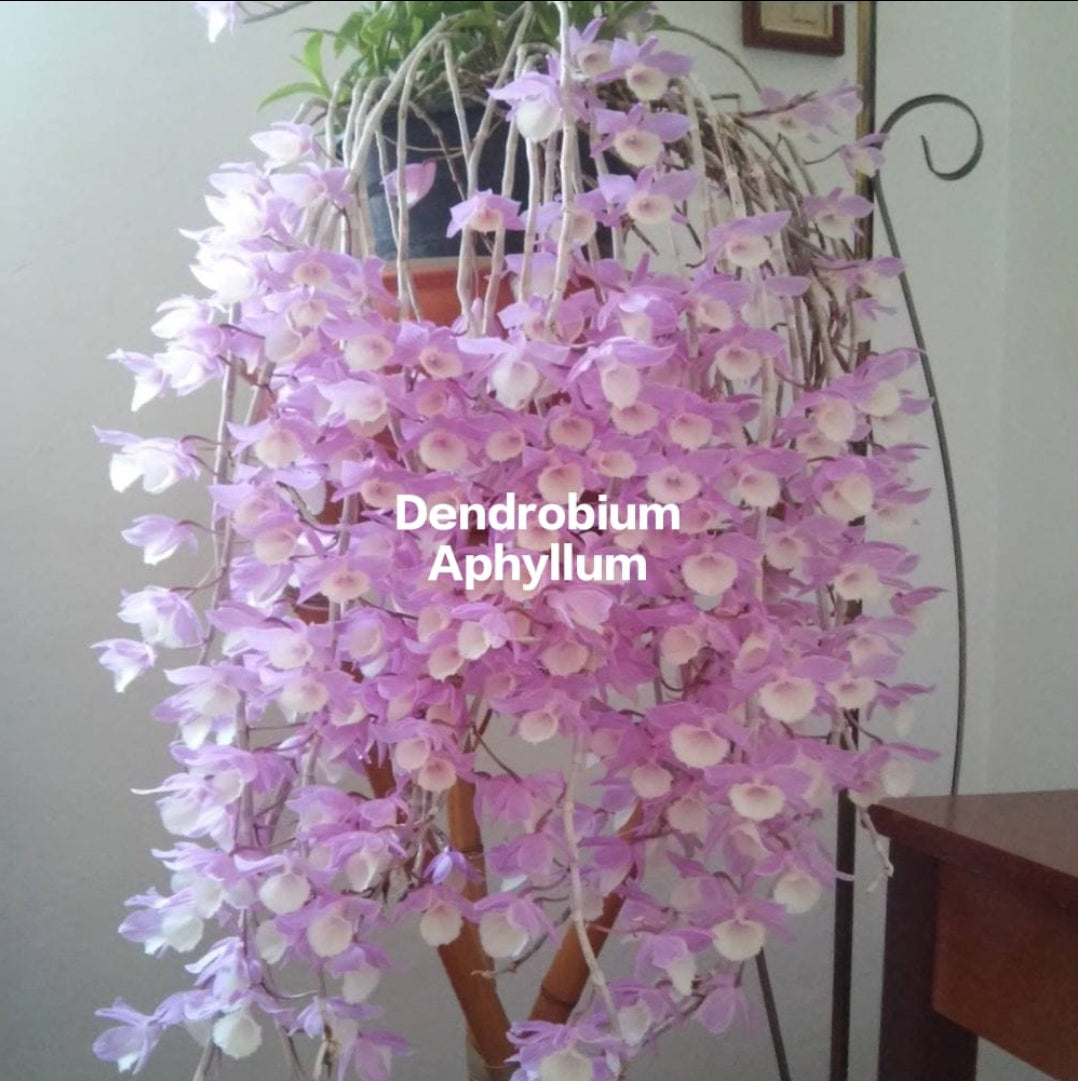 Dendrobium Aphyllum