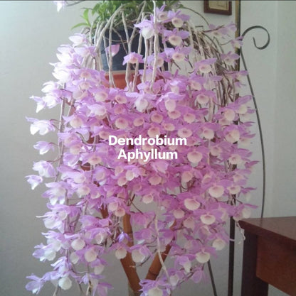 Dendrobium Aphyllum