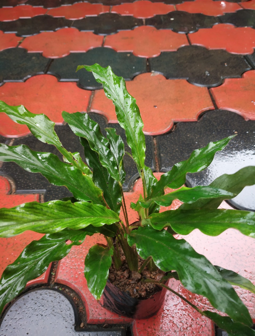 Calathea Rufibarba plant