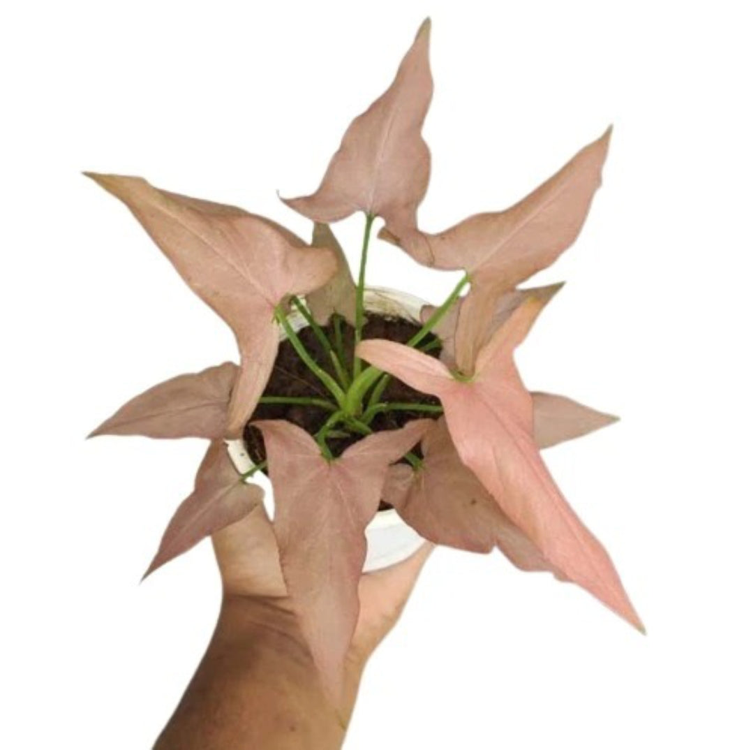 Syngonium Pink Schot plant Good