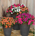 Impatient Walleriana Lollipop Maximum mix winter Flower seeds