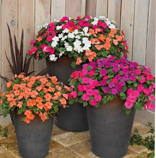 Impatient Walleriana Lollipop Maximum mix winter Flower seeds