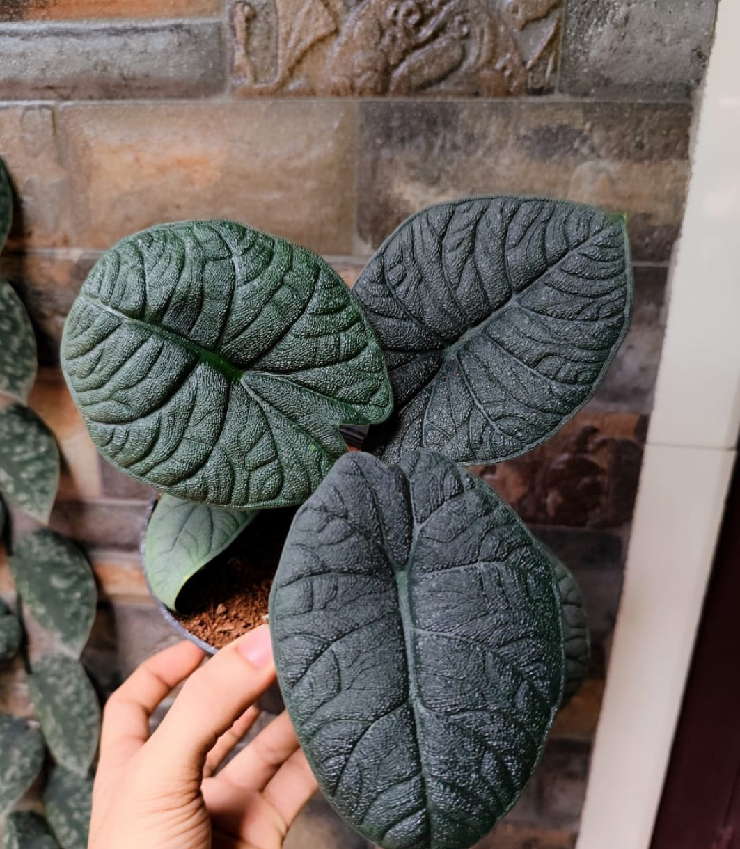 Alocasia melo