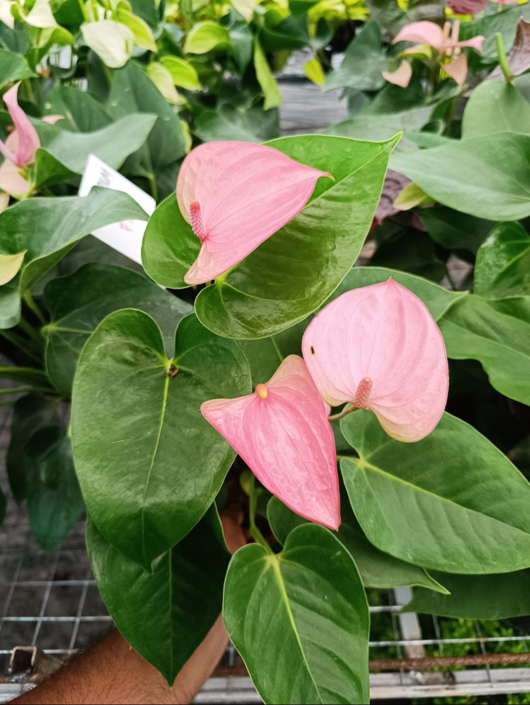 Anthurium light pink plant