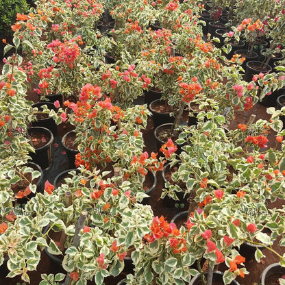 Dr Rao Bougainvillea – Plant (Orange)