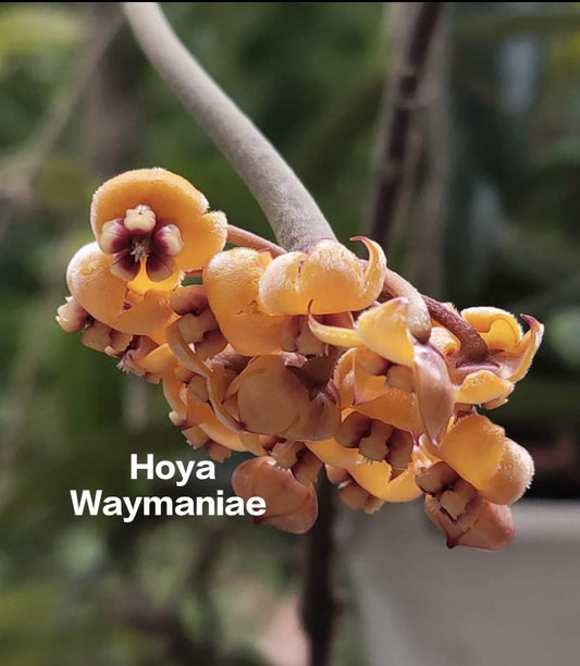 Hoya Waymaniae