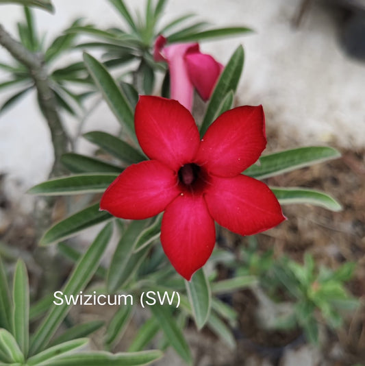 Adnium plant florist chikini pink colour