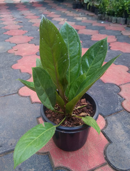 anthurium jenmanii care Anthurium Jenmanii Plant – ASHIYANA STORE