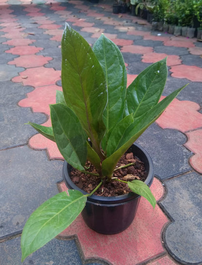 Anthurium Jenmanii Plant