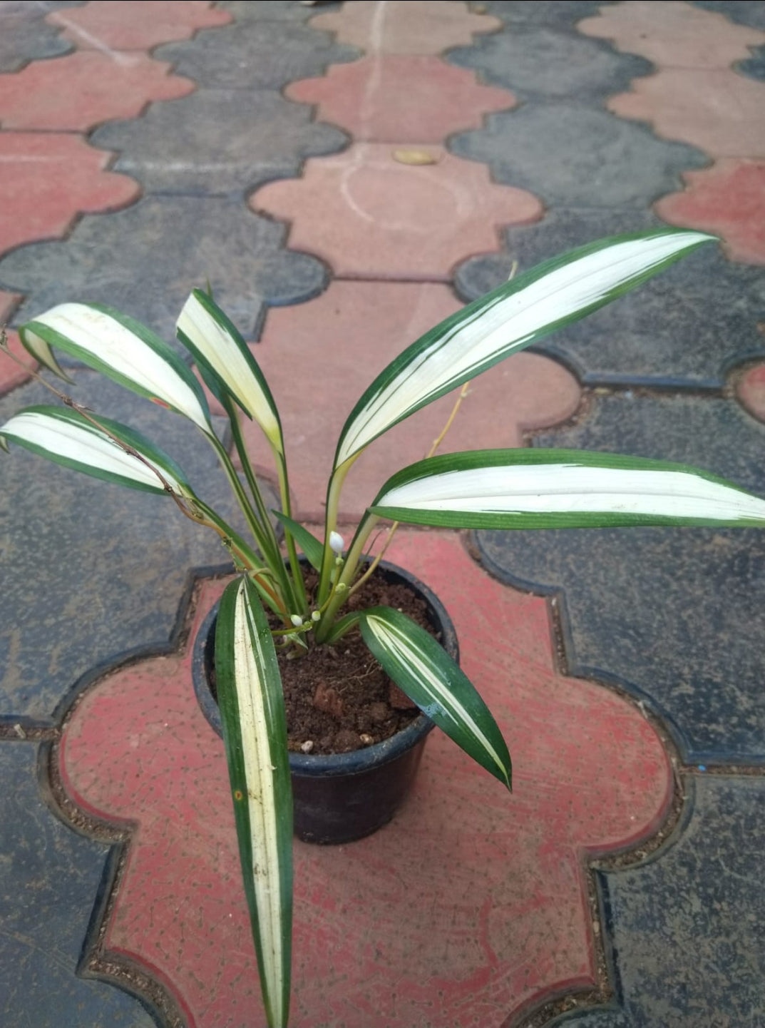 Chlorophytum (Semishade varieties)