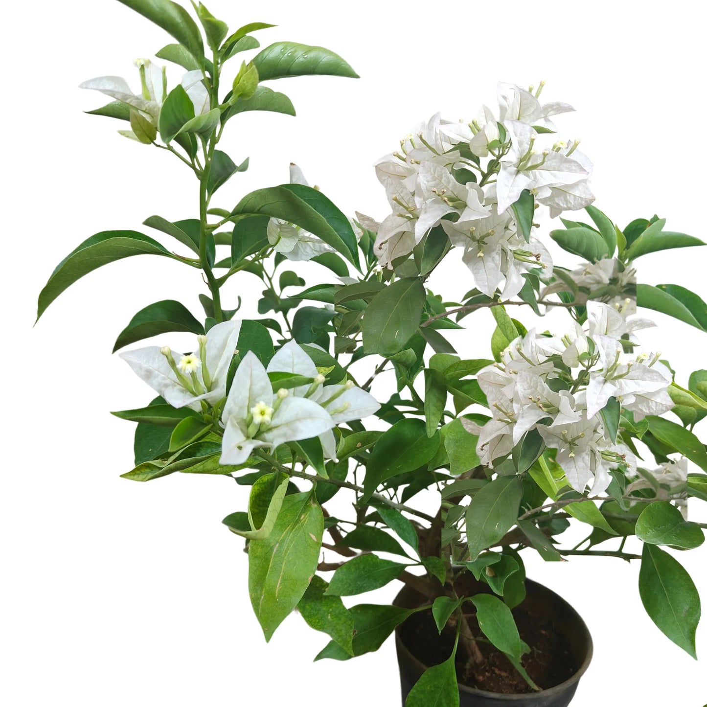 Bougainvillea Plant (white)