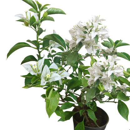 Bougainvillea Plant (white)