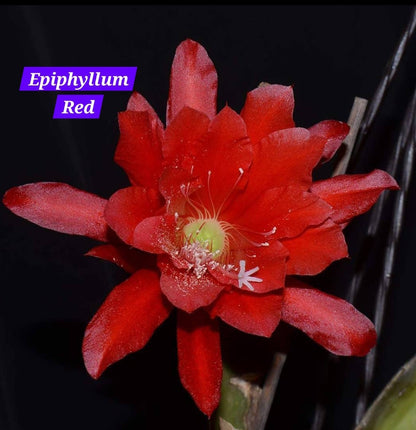 Bramha Kamal Epiphyllum Red