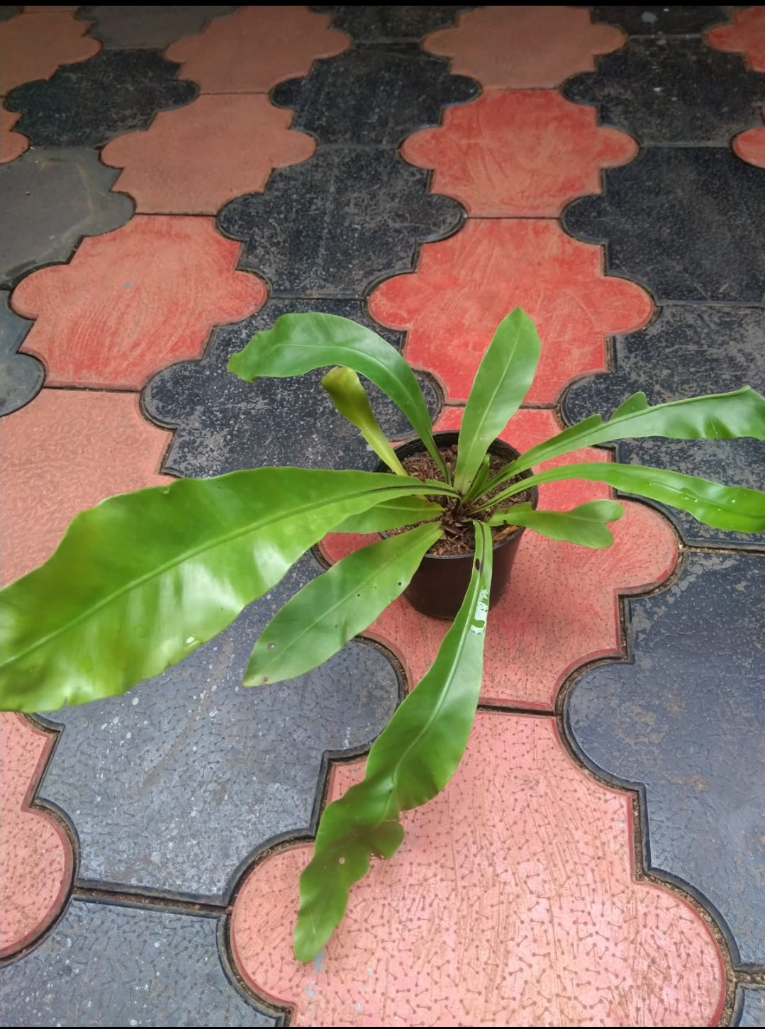 Bird nest fern Plant (Partially Shaded Outdoor Plant)