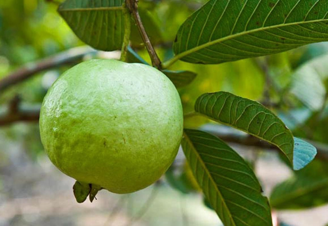 Guava fruit plant