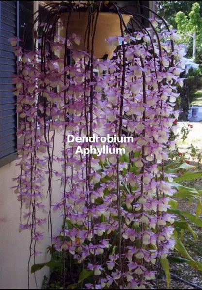 Dendrobium Aphyllum