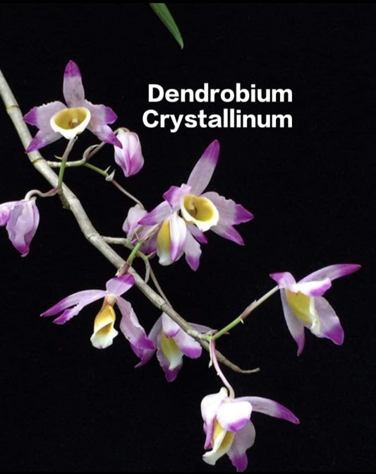 Dendrobium Crystallinum