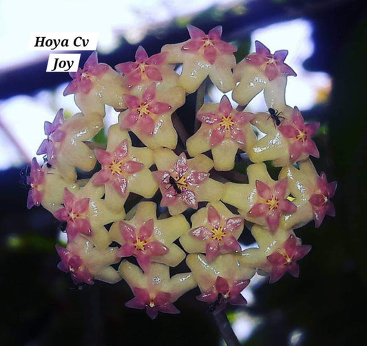 Hoya Cv Joy