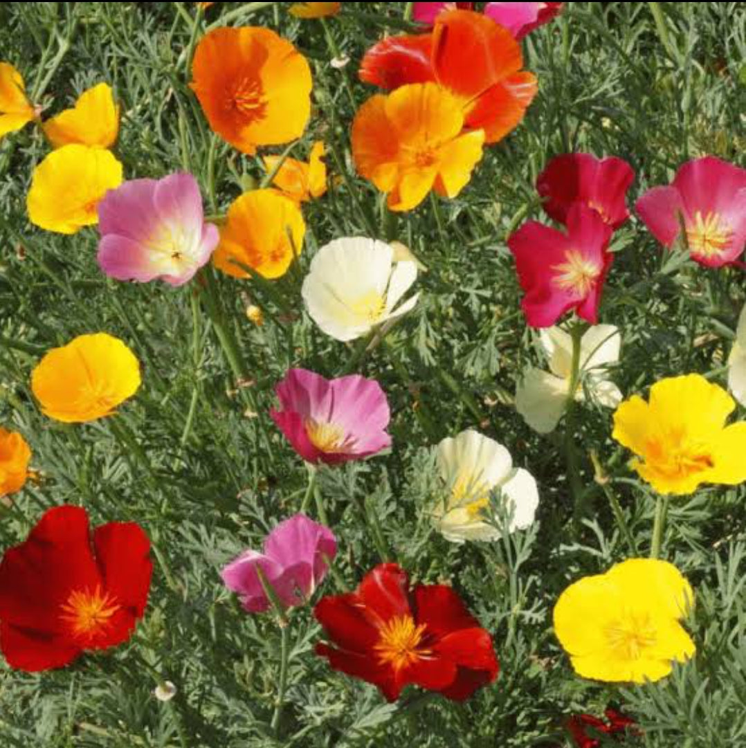 California poppy mix winter Flower seeds