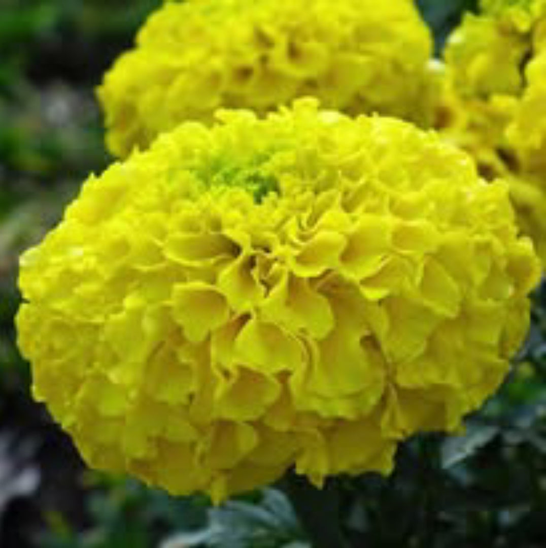 African marigold yellow winter Flower seeds