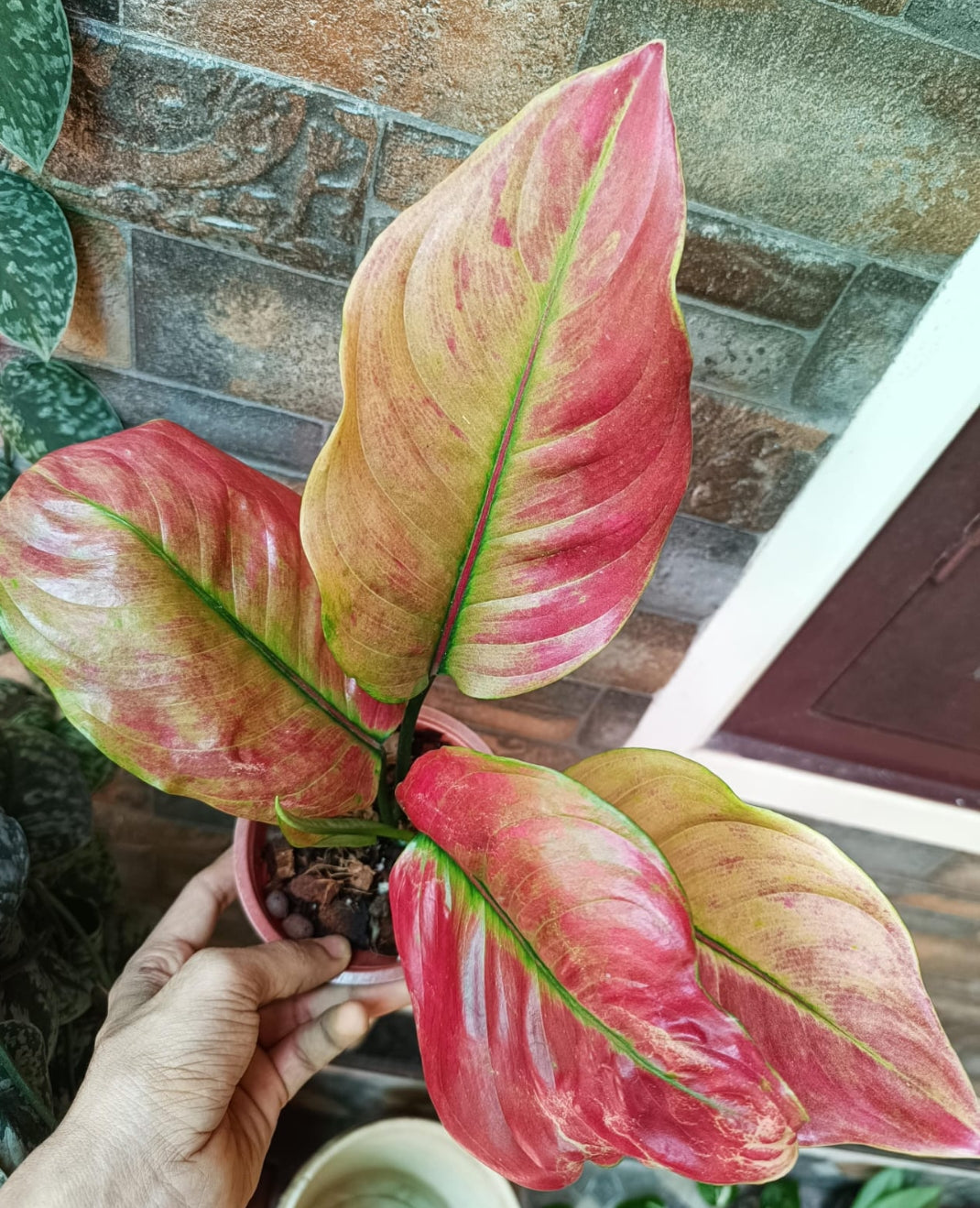 Agloanima Red Lady (Semishade plant)