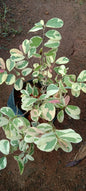 Desmodium plant (Shrub plant)