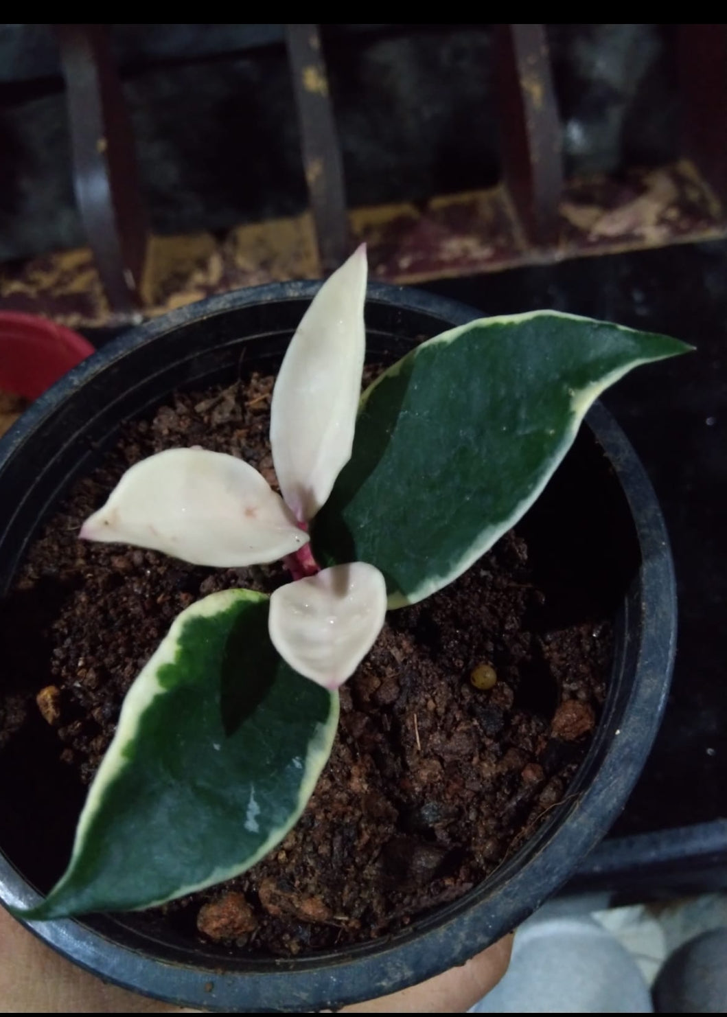 Krimson Queen Hoya (Outdoor)